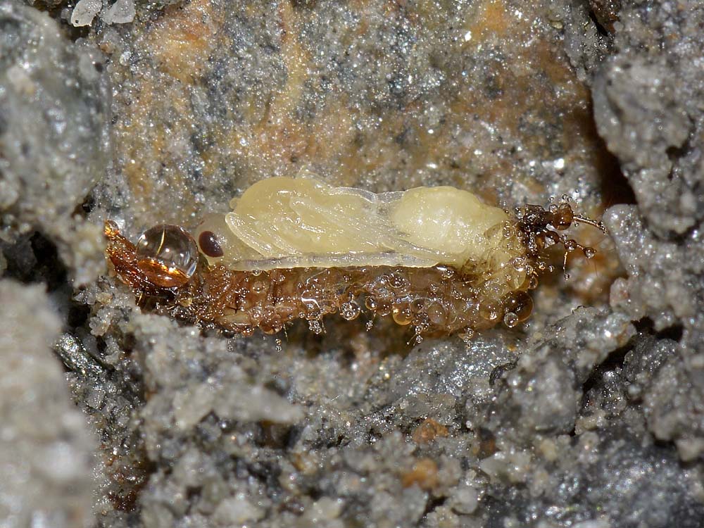 Larva parassitata da Imenottero o Dittero?